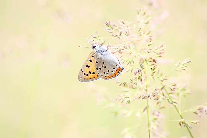 Quiz Licenide da identificare